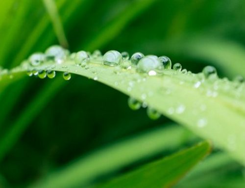Chimie végétale : en croissance, le Groupe Berkem achète i.Bioceuticals