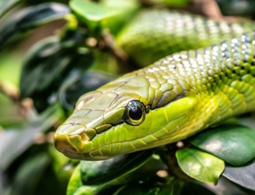 Cette start-up développe un traitement médical à partir de venin de serpent