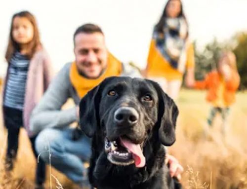 Lesaffre se renforce sur les probiotiques pour alimentation animale