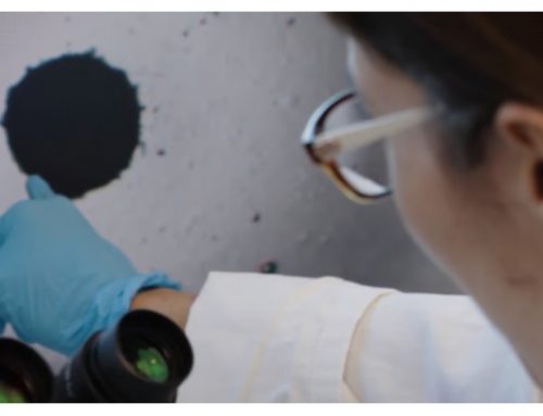 Traitement du cancer : PredictCan Biotechnologies crée des avatars de foie pour tester les thérapies