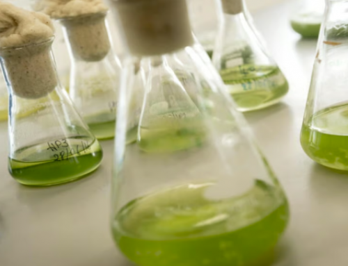 A Saint-Nazaire, Health-Phase mise sur les microalgues pour révolutionner les biothérapies